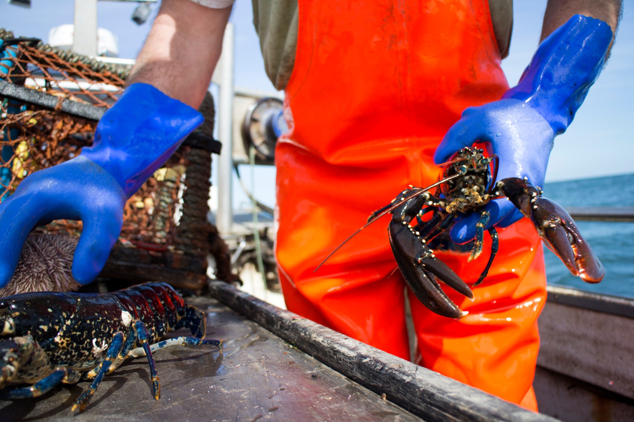Runner Lobster main image 1